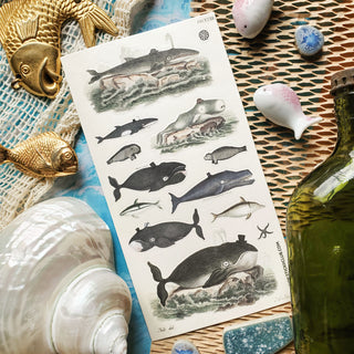Dapper Whales