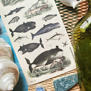 Dapper Whales