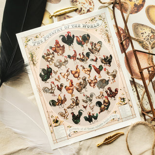 Poultry of the World Postcard