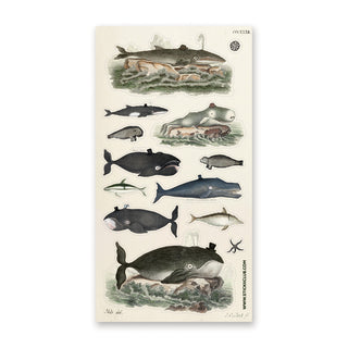 Dapper Whales