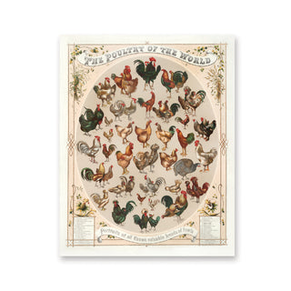 Poultry of the World Postcard